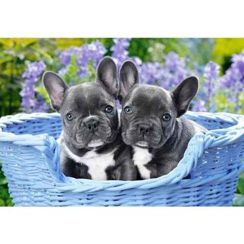 Пазл Castorland French Bulldog Puppies, 1000 элементов купить в Кишиневе