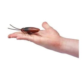 Интерактивная игрушка Zuru Robo Alive "Таракан" купить в Кишиневе. Фото 3